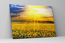 Obraz Lány žltých slnečníc zs1170